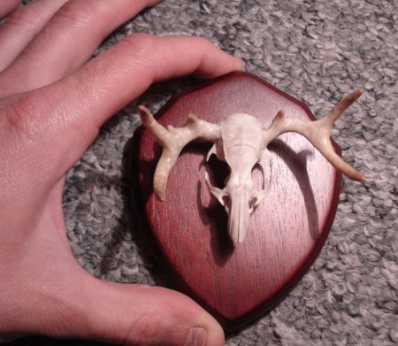 Rat Moose.      found rat skull, acrylic horns